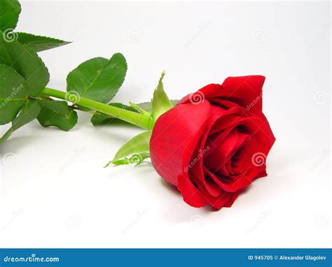 elegant rose royalty  stock photo image