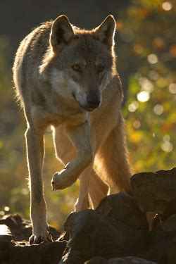 wise wolf animal tumblr wolf life wild dogs