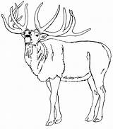 Elk Coloring Pages Color Animals Animal Sheets Print Kids Sketch Back Template sketch template