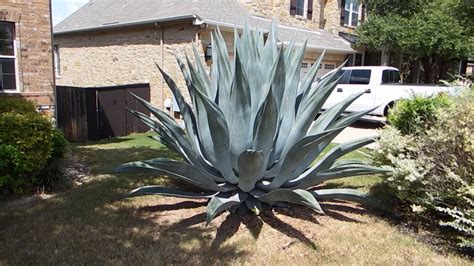 care   agave plant    grow huge