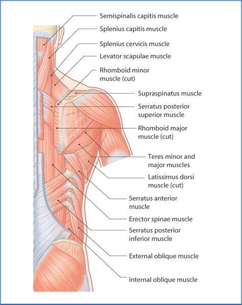 back muscle diagram back anatomy all about the back muscles lebivino