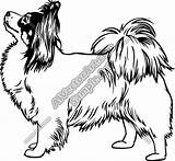 Dog Papillon Drawing Dogs Animal Coloring Line Puppies Clipartmag Pages sketch template