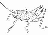 Grasshopper Colorat Sauterelle Iarba Cal Sprinkhaan Insecte Desene Clipart Colorir Kolorowanki Gafanhoto Planse Konik Polny Kleuterdigitaal Tekeningen Grilo Colorier Animale sketch template