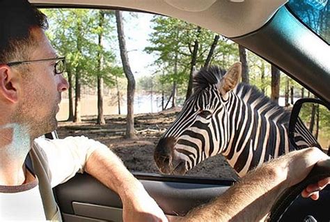 cheeky zebra flashes a smile for tourists like marty in hit film
