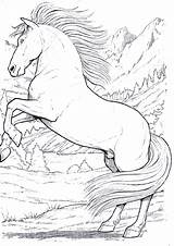 Pferde Ausmalbilder Malvorlagen Ausmalen Erwachsene Vorlagen Ausgezeichnet sketch template