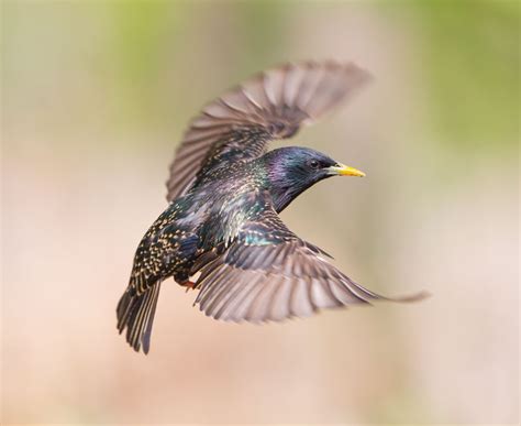 vroege vogels foto vogels vliegende spreeuw oftwel vliegend