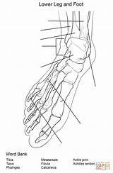 Anatomy Coloring Bones Pages Leg Worksheets Worksheet Knee Muscles Template Printable Sheet Foot Lower Limb Unlabeled Human Worksheeto sketch template