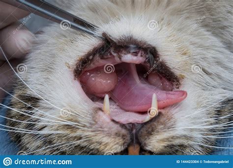 Eosinophilic Granuloma In The Mouth Of A Cat Cat With Oral Tumor Stock
