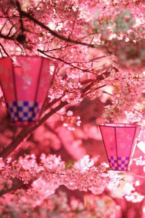 japanese japanese culture pink love pretty  pink wallpaper