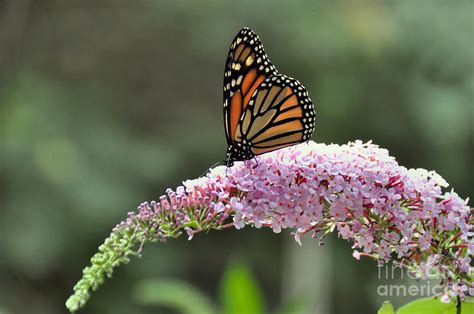 lady monarch photograph  elaine manley fine art america