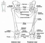 Bones Femur Lower Limb Anatomy Patella Bone Diagram Thigh Anterior Right Skeleton Posterior Left Region Articulates Appendicular Fracture Mid Two sketch template
