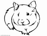 Hamster Clipartmag Colouring Gerbil Hammster Hamsters sketch template