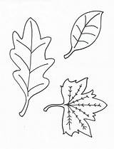Coloring Leaves Pages Printable Leaf Oak Kids Colour Yofreesamples Fall Without Stencil Preschool Via Print Popular Stuff sketch template