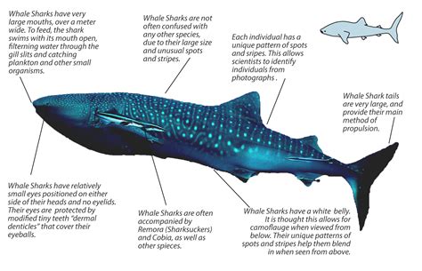 whale shark facts underwater asia