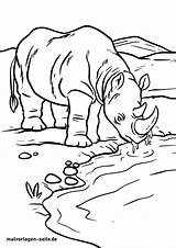 Nashorn Malvorlage Malvorlagen Wildtiere Ausmalbild Ausmalbilder sketch template