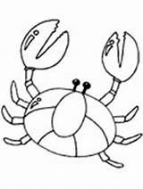 Coloring Crab Pages Realistic sketch template
