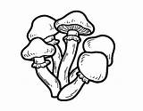 Mushrooms Coloring Poisonous Colorear Coloringcrew sketch template