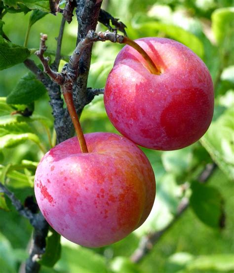 plum tree pruning diseases  care  plum trees