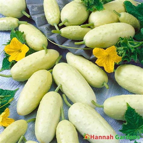 seeds organic miniature white cucumber seeds yellow white skin   fruits  ft vine