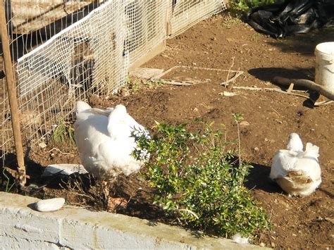 my male goose with my muscovies backyard chickens learn how to