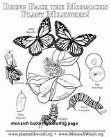 Monarch Butterf sketch template