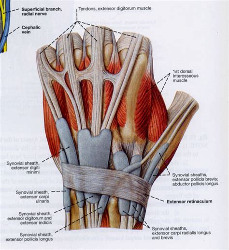 extensor retinaculum hand google search musculoskeletal system