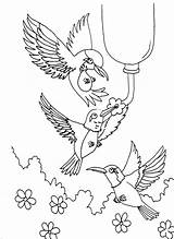 Hummingbird Coloring Pages Printable Hummingbirds Kids Adults Adult Color Colouring Drawing Feeding Throated Print Ruby Birds Template Getdrawings Horse Butterfly sketch template