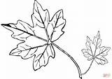 Maple Leaf Coloring Pages Drawing Leafs Colouring Easy Printable Getdrawings sketch template
