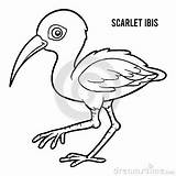 Scarlet Ibis Coloring 14kb 400px sketch template