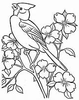 Coloring Passaro Passarinho Aves Pássaros Pássaro Picasa Bonitos Bordado Tecido Adultos Springtime Pajaros Picasaweb Tela Atividades sketch template