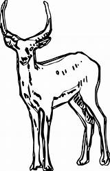 Antelope Drawing Coloring Standing Wecoloringpage Animal sketch template