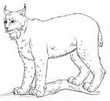 Lynx Coloring Pages Draw Drawing Step Supercoloring Animal Printable Tutorials Lodjur Hur Ritar Ett Man Canada Kids Cat Sketch Choose sketch template