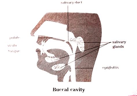 describe  buccal cavity  human beings