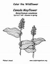 Mayflower Coloring Canada sketch template