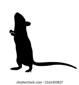 mouse silhouette  white background isolated stock vector royalty