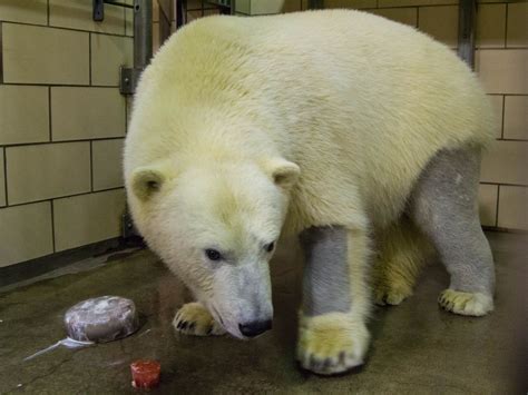 shaved polar bear buffalo zoos luna celebrating   birthday