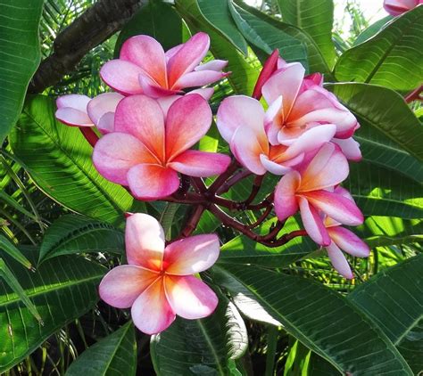 hawaii oahu maui kauai molokai lanai plumeria 10 seeds