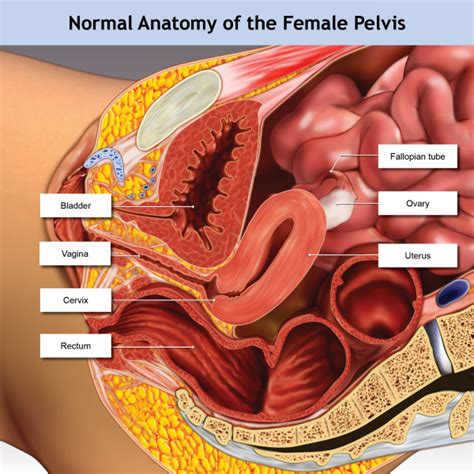 Normal Anatomy Of The Female Pelvis Saggital Cut Away View