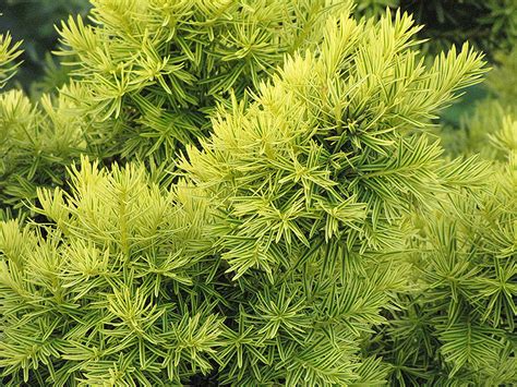 Dwarf Golden Japanese Yew Taxus Cuspidata Nana Aurescens In