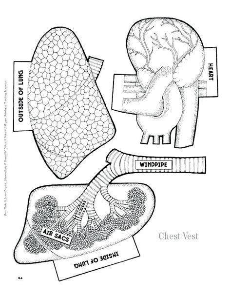 human anatomy coloring pages  getdrawings