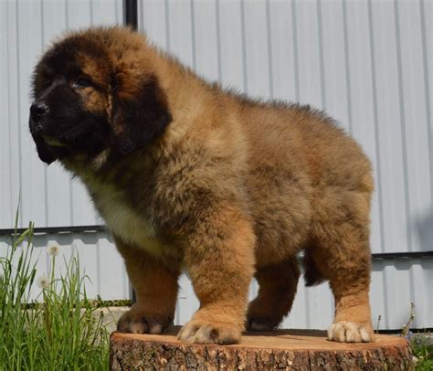 caucasian shepherd puppies  sale phoenix az