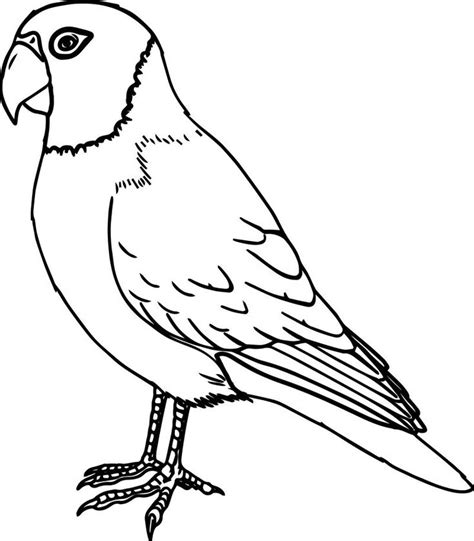 parrot bird coloring page bird coloring pages coloring pages