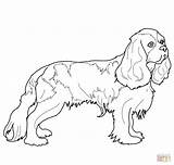 Spaniel Charles Coloring King Cavalier Pages Cocker Springer English Printable Drawing Dog Color Colouring Spaniels Supercoloring Sheets Getcolorings Drawings Dogs sketch template