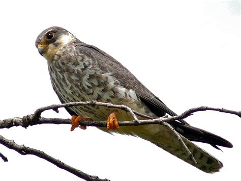 amur falcon migration  nagaland voyage en inde du nord est