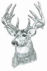 Wood Burning Patterns Pyrography Deer Printable Carving Stencils Woodworking Print Coloring Pattern Plans Tracing Walters Sue Projects Wildlife Crafts Pages sketch template