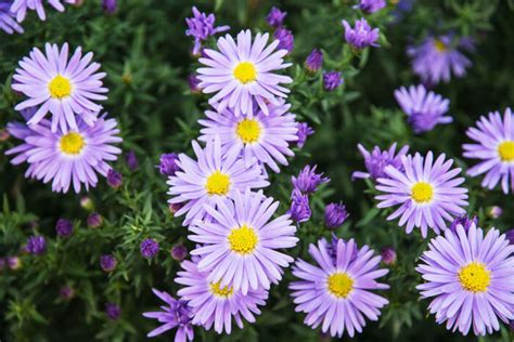 aster flower meaning flower meaning