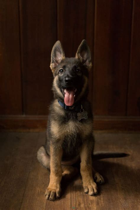 the most awesome images on the internet german shepherds