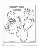 Pear Prickly Cactus Coloring Sketch Color Education Flowers Worksheet Plant Flower Drawing Paintingvalley Gif sketch template