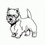 Coloring Pages Westie Dog Terrier Kids Colouring Getdrawings Highland West Coloringhome sketch template