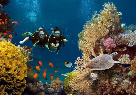 scuba diving dubai  packages united arab emirates tours package cityone tours uae